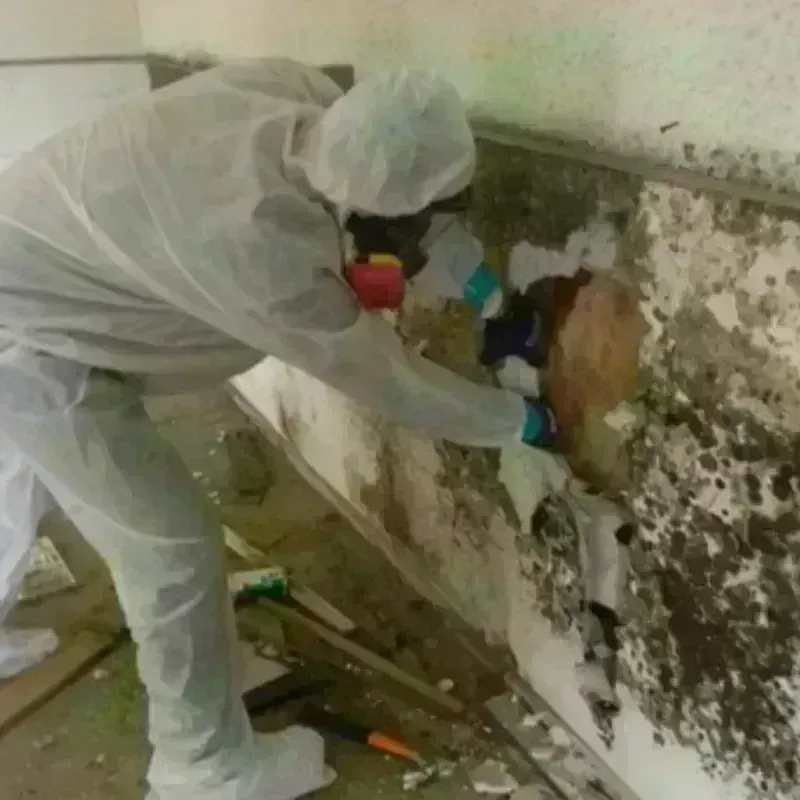 Mold Remediation and Removal in Essex County, MA